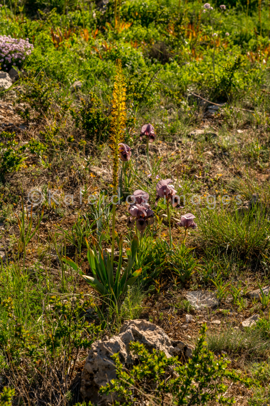 Al Arz;Iris;Iris Cedreti;Kaleidos;Kaleidos images;Lebanon;Middle East;Near East;Proche Orient;Tarek Charara;Flowers;Endemic;Endangered species;Endemic species;Critically endangered;Critically endangered species